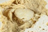 Fossil Crab (Potamon) Preserved in Travertine - Turkey #379404-1